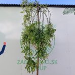 Sofora japonská (Sophora japonica) PENDULA - výška 230-250 cm, obvod kmeňa 8/10 cm, kont. C55L 